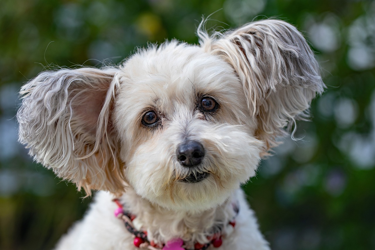 dog, pet, domestic