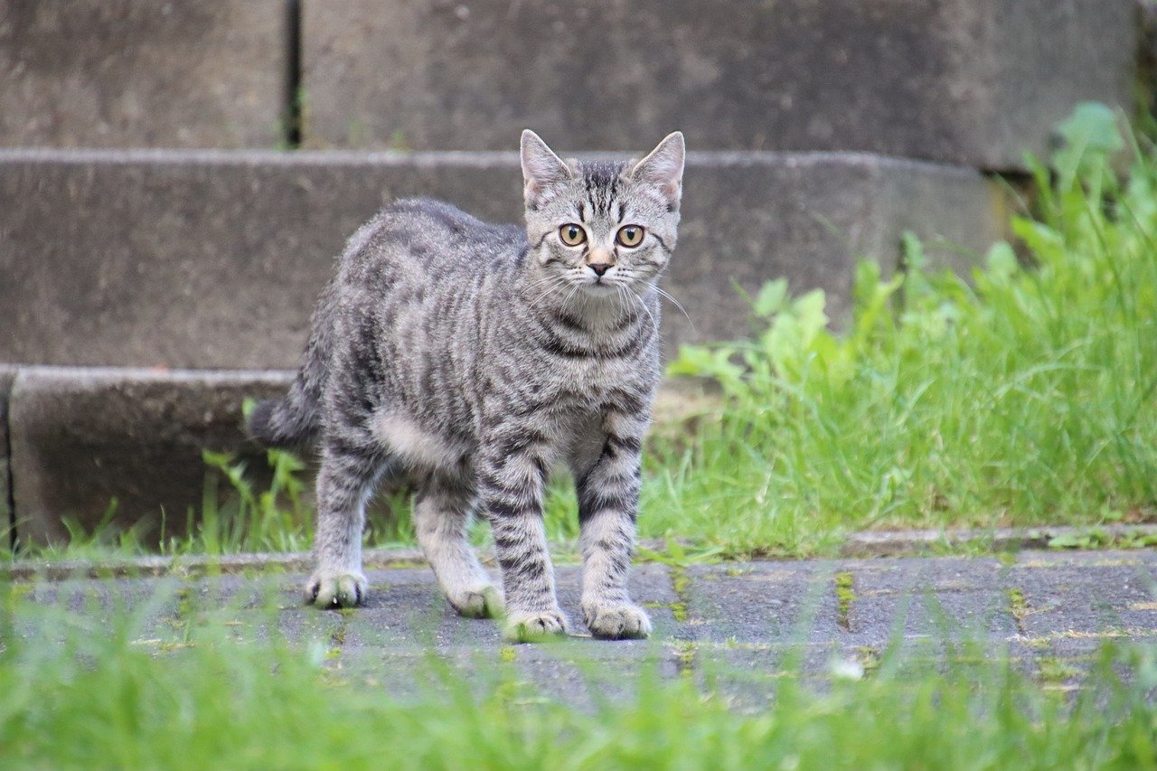 cat, animal, domestic animal